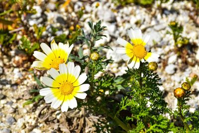 Close-up of yellow flowering plant