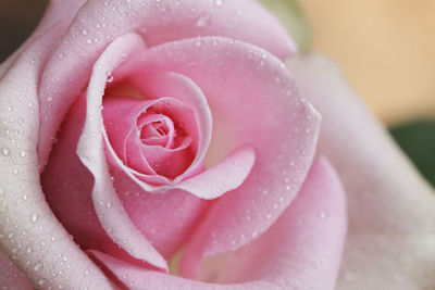 Close-up of wet pink rose