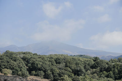 Plants growing on land against sky