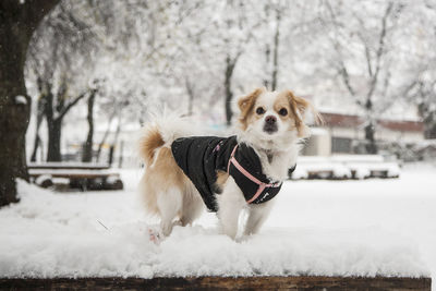 Dog in snow