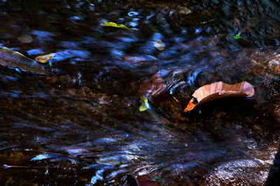 High angle view of fish swimming in lake