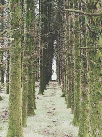 Walkway amidst trees in forest