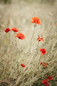 Poppies in a meadow in summertime