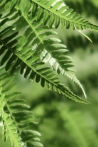 Green fern in the sunlight