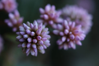 Close-up of purple flowers blooming outdoors