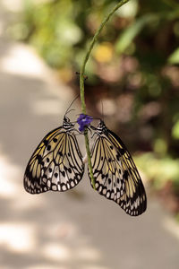 Mating dance of the tree nymph butterfly idea malabarica in a tropical garden.