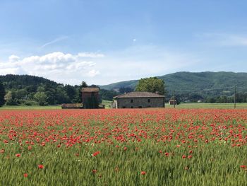 Scenic view of flowering plants on land against sky
