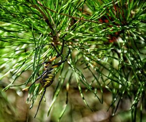 Close-up of caterpillar on tree branch