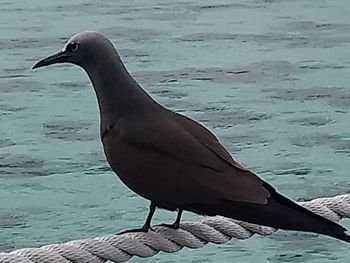 Close-up of bird perching on shore