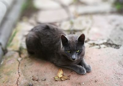 Portrait of cat