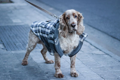 Portrait of dog outdoors