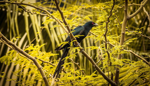 Bird perching on tree