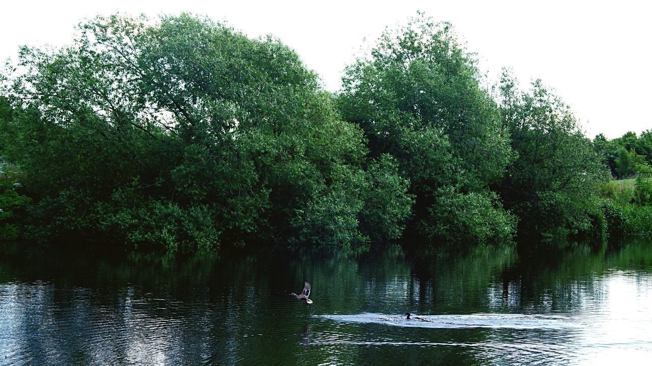 VIEW OF SWAN SWIMMING IN LAKE AGAINST TREES