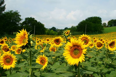 Sunflowers blooming on field against sky