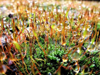 Close-up of plants against blurred background