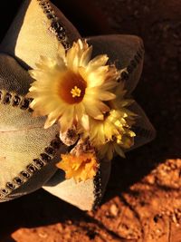 Close-up of yellow flowers