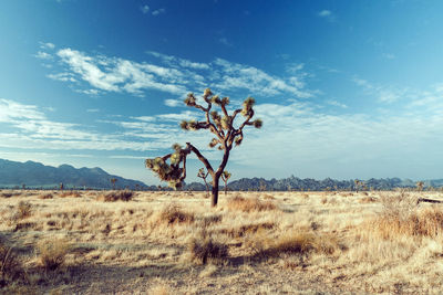 Plant on field against sky