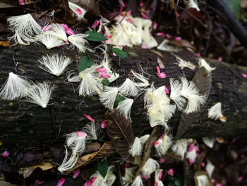 Close-up of flower for sale in market