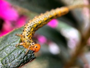 Close-up of butterfly on flower