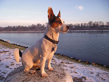 Dog looking at sea