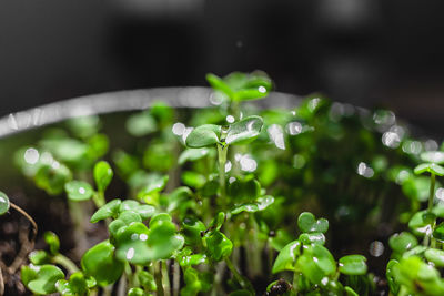 Close-up of water drops on plant