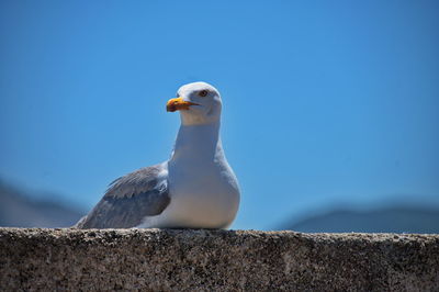 Portrait of seagull lying on stone wall