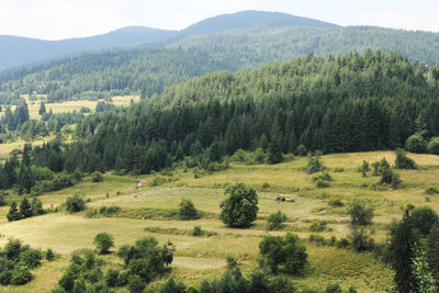 High angle view of pine trees on field