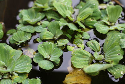 Close-up of wet leaves