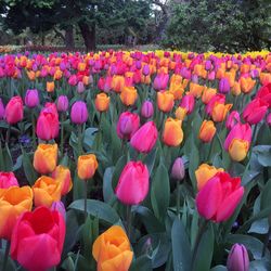 Multi colored tulips blooming in garden