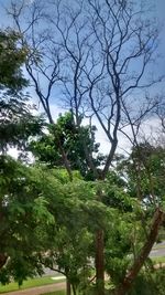 Low angle view of trees against sky