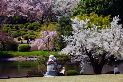 Woman sitting on cherry blossom in park