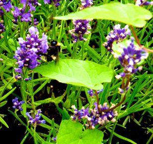 Close-up of purple flowers