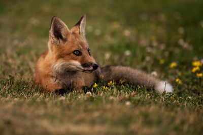 A young red fox lying down in a grassy field, vulpes vulpes