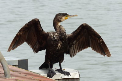 Bird flying over sea