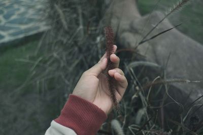 Close-up of hand holding plant