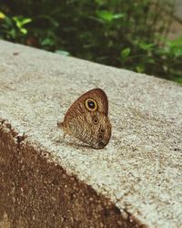 Close-up of butterfly