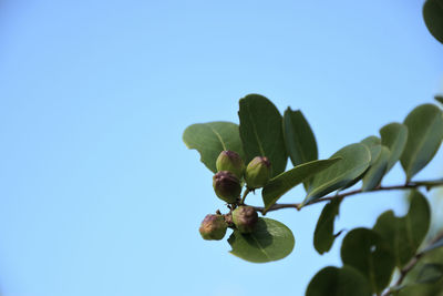 Low angle view of fruits on tree against clear blue sky