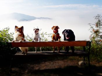 Dog sitting on seat against sky