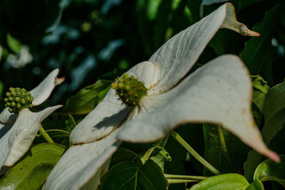 Close-up of flower plant