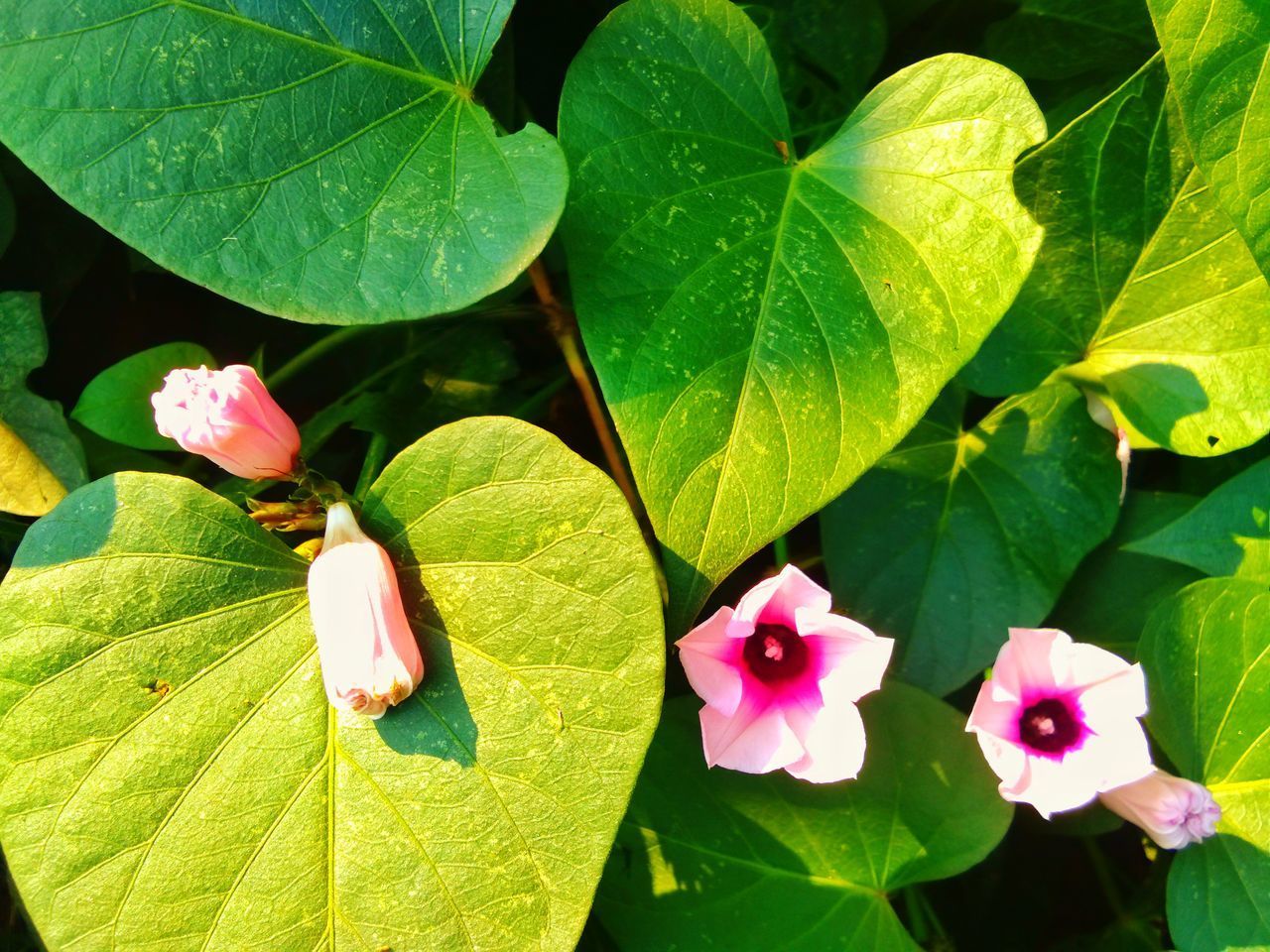 CLOSE-UP OF FLOWERING PLANT LEAVES