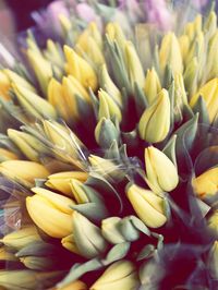 Close-up of yellow buds