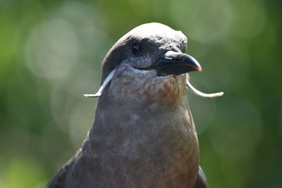 Close-up of pigeon