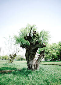 Tree in field against clear sky