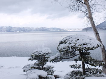 Scenic view of snow covered tree against sky