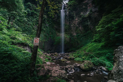 Scenic view of waterfall in forest