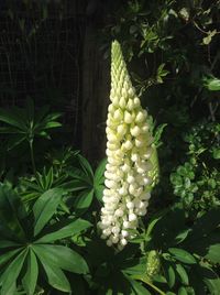 Close-up of plant