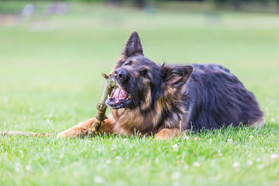 Dog biting wood