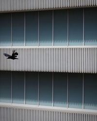  bird flying past building