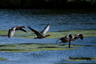 Greylag geese flying over a lake