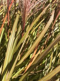 Full frame shot of bamboo plants